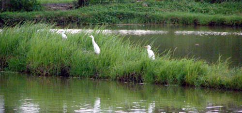 Bird Watching - Prawn Farm Lemery