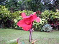 Caleruega Flower