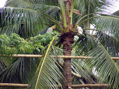 Coconut tree sap collection process in San Juan, Batangas