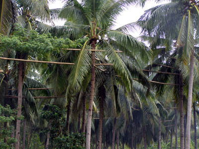 Batangas coconut trees for Tuba and vinegar making