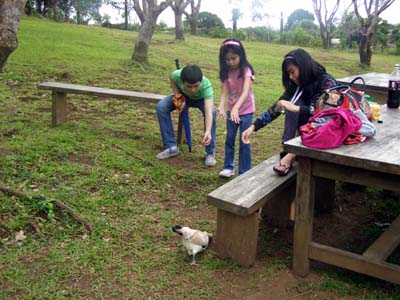 Caleruega Hen Feeding