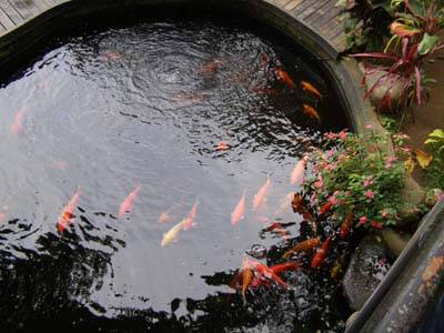 Caleruega Koi Pond