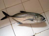 Maliputo Fish-Batangas Food