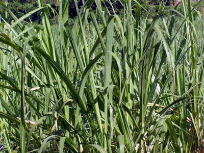 Sugarcane field in Batangas