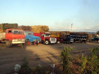 Sugarcane trucks line up at the CADP grounds in Nasugbu