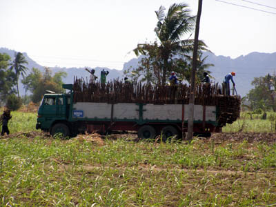 Sugarcane workers load cane to a truck